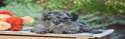 Toy Poodle dogs for sale: Blake - Ad 4