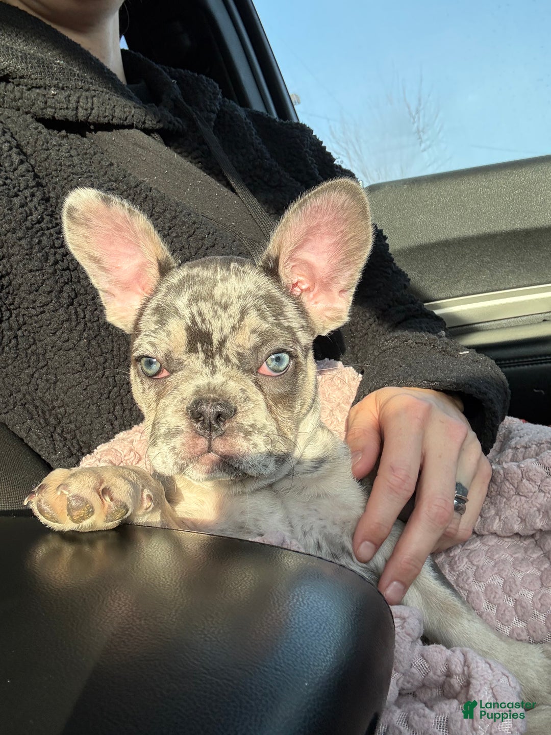 French Bulldog dogs for sale: Armani - Ad 7
