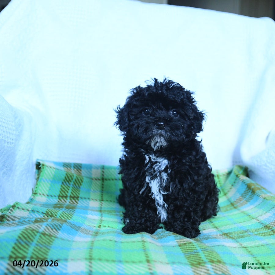 Shihpoo dogs Tucker - Ad 2