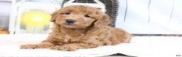 Mini Goldendoodle dogs for sale: Fallon - Ad 4