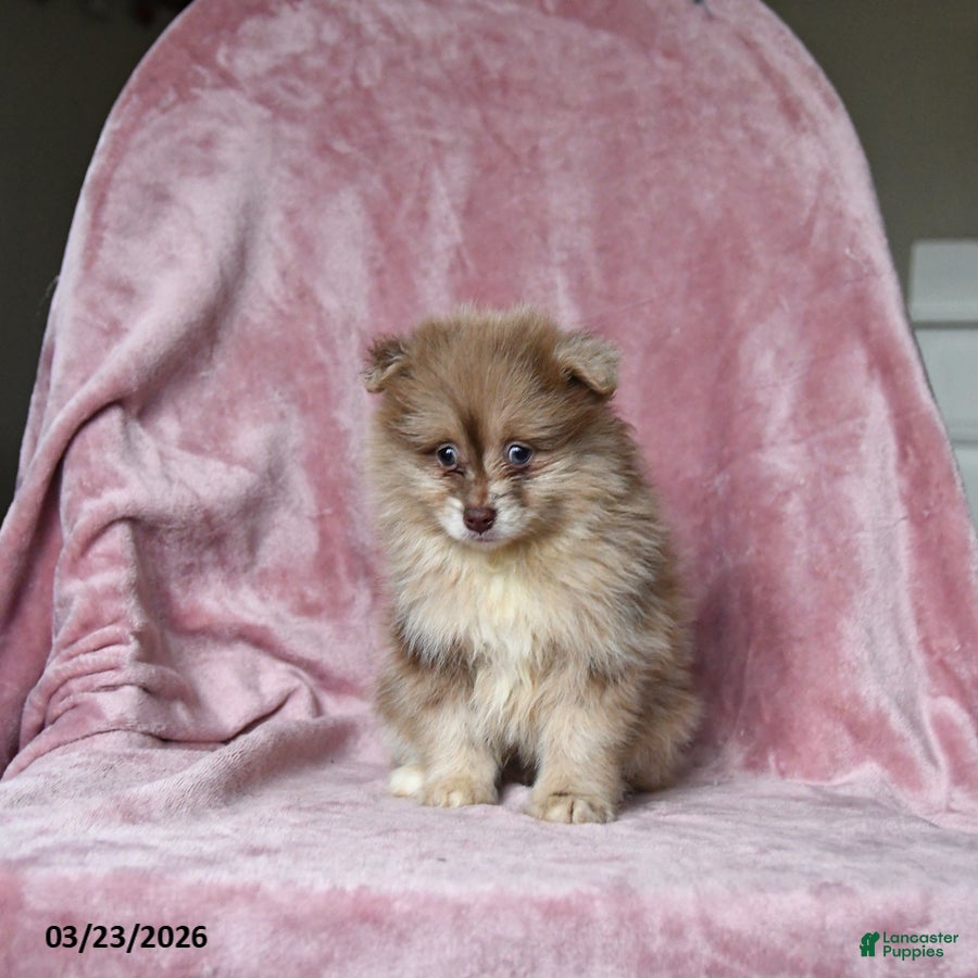 Pomeranian dogs Ollie - Ad 2