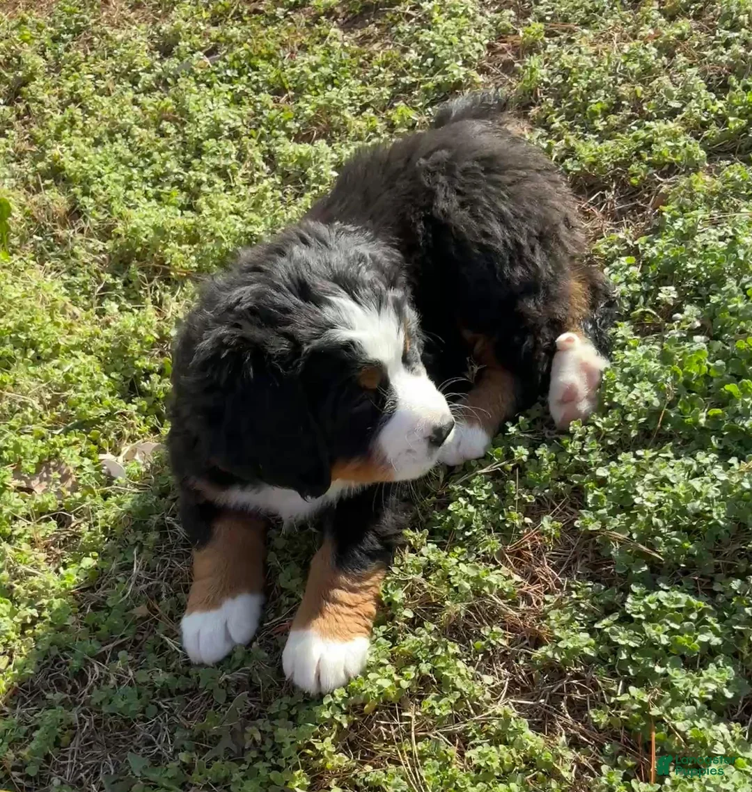 Bernese Mountain Dog dogs for sale: "Max"  Bernese Mountain Dog Puppy 2 - Ad 2