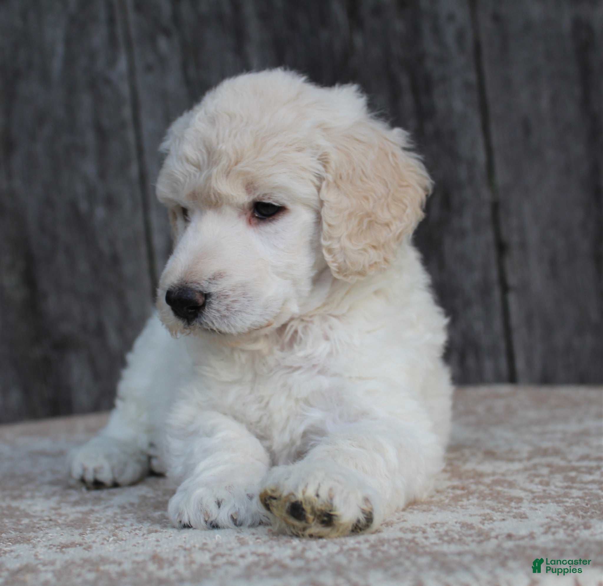 Standard Poodle dogs River AKC Standard Poodle  - Ad 1