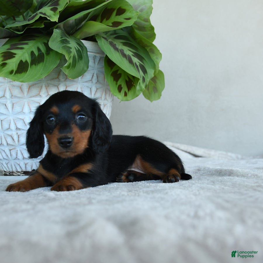 Dachshund dogs for sale: Periwinkle - Ad 3