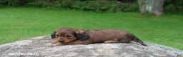 Miniature Dachshund dogs for sale: Archie - Ad 4