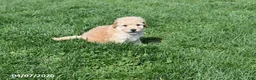 Bichpoo dogs for sale: Brooklyn - Ad 11