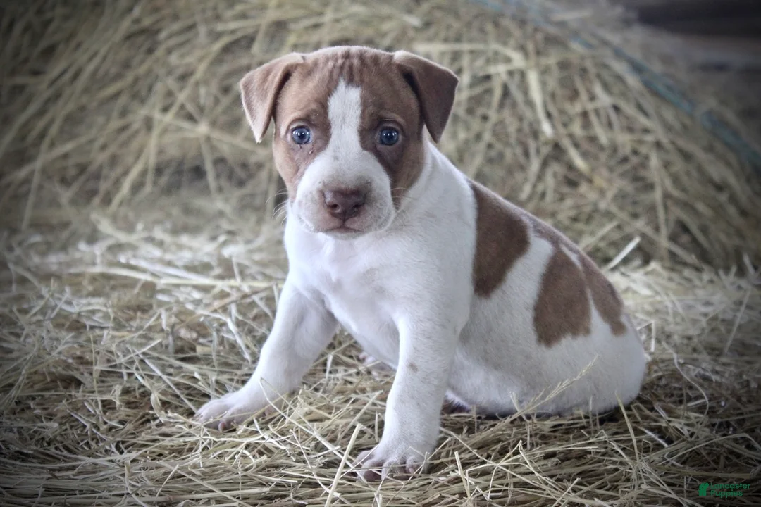 Mixed Breed dogs for sale: Treasure - Ad 1