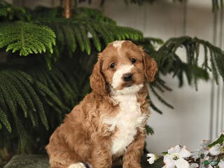 Cockapoo dogs Colby - Ad 41