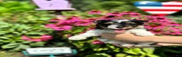 Biewer Terrier dogs for sale: Biewer Terrier 1 - Ad 5