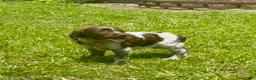 Brittany Spaniel dogs for sale: Macie - Ad 5