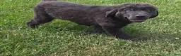 Newfoundland dogs for sale: Rusty - Ad 6