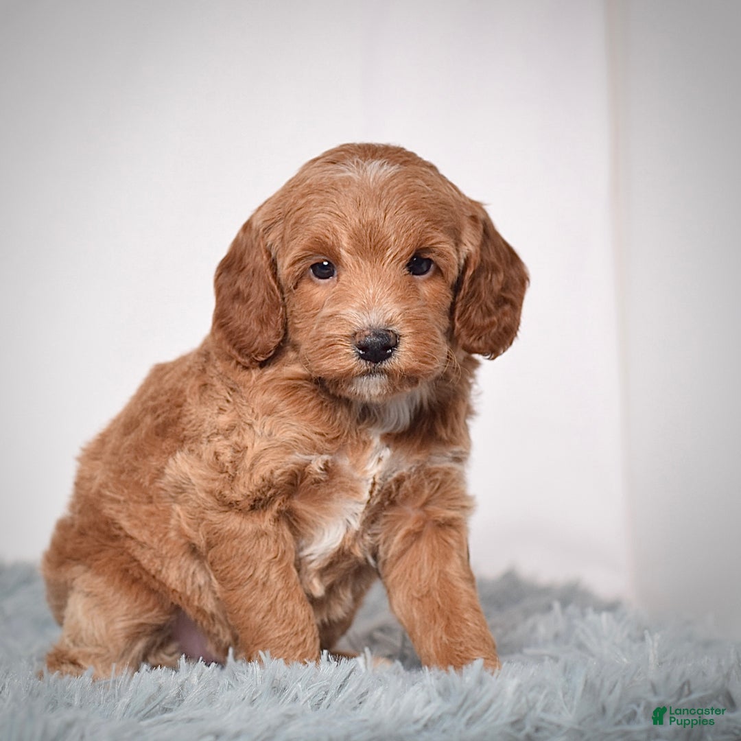 Mini Goldendoodle dogs for sale: Ms. Paisley - Ad 3