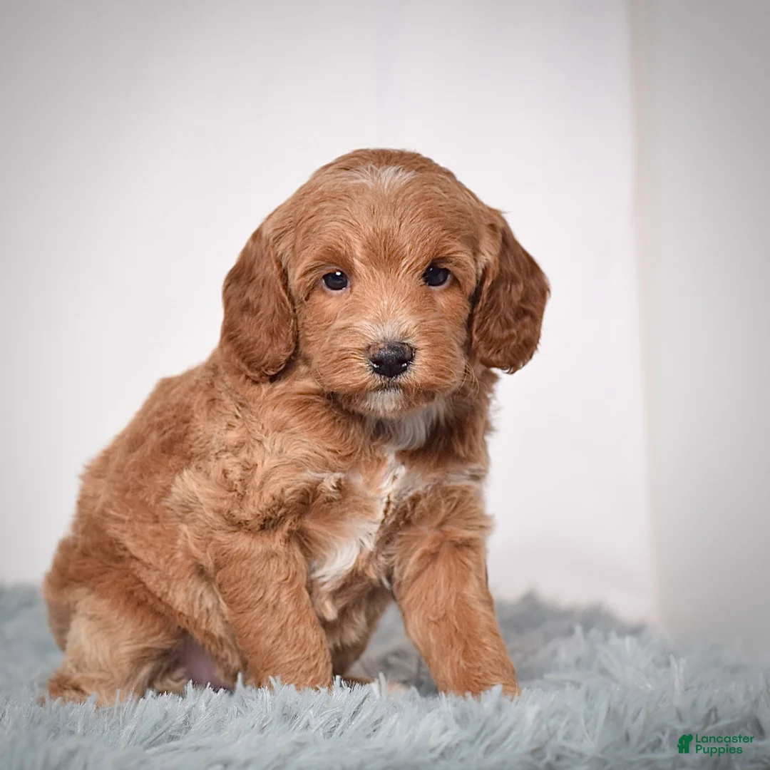 Mini Goldendoodle dogs for sale: Ms. Paisley - Ad 6