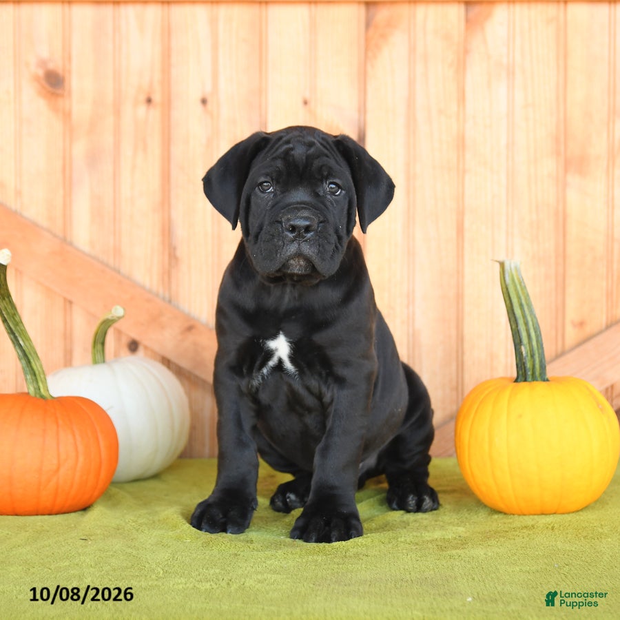 Cane Corso dogs Bear - Ad 1