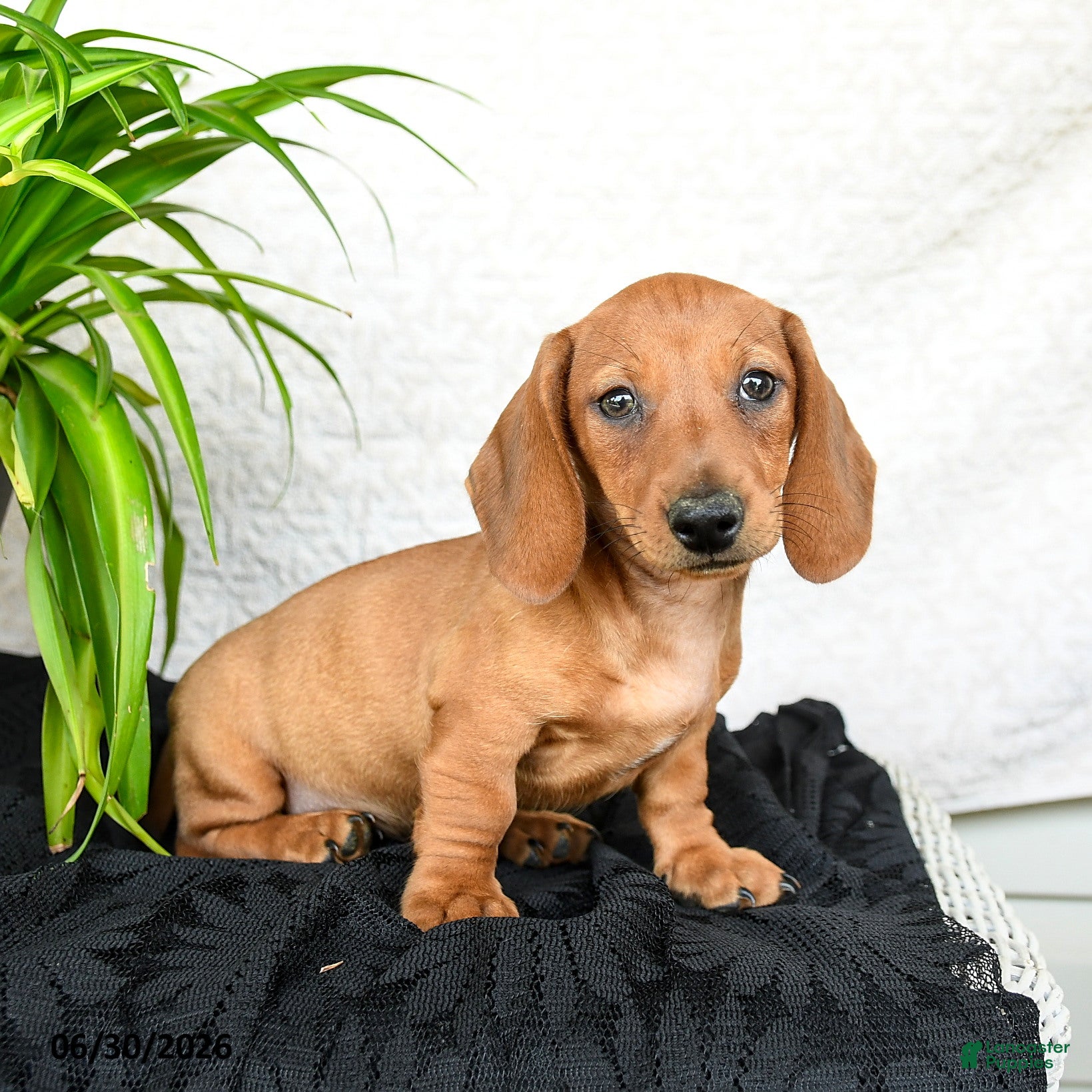 Miniature Dachshund dogs Woody - Ad 1