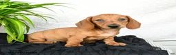 Miniature Dachshund dogs for sale: Woody - Ad 1