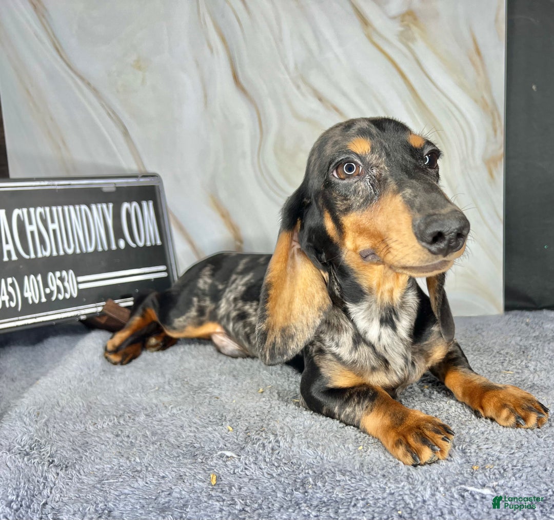 Miniature Dachshund dogs for sale: Pra clear CH Parents AKC  - Ad 3