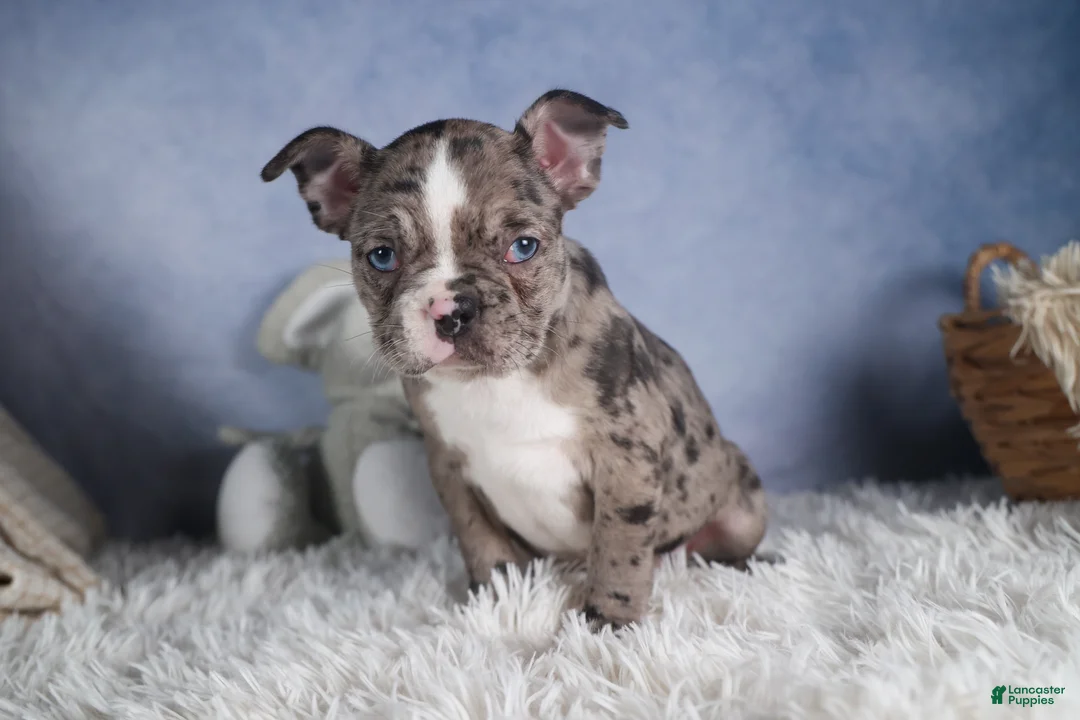 Frenchton dogs for sale: ISABELLA - Ad 2