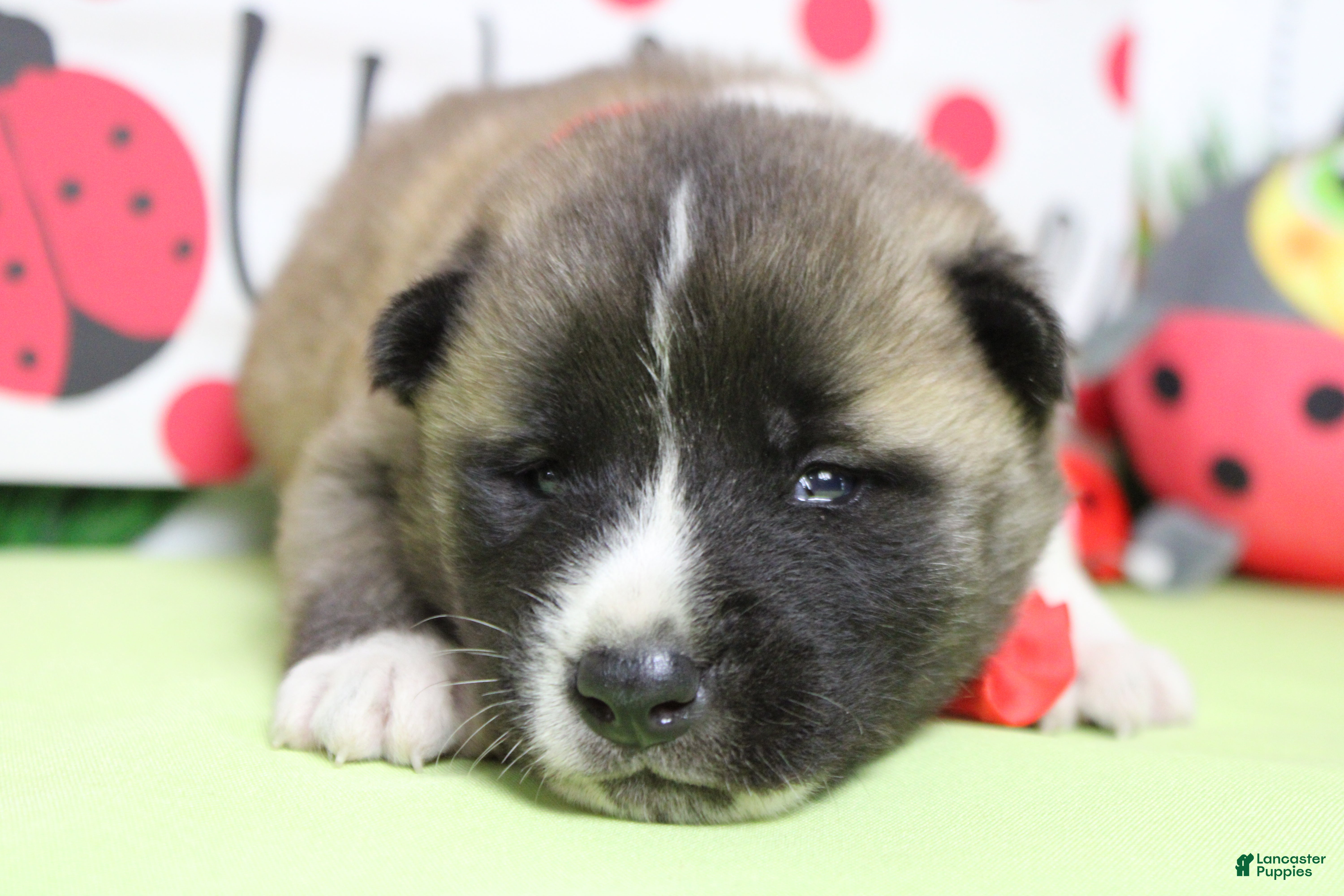 Akita dogs Cortland  - Ad 2