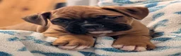 Boxer dogs for sale: Bentley  - Ad 3