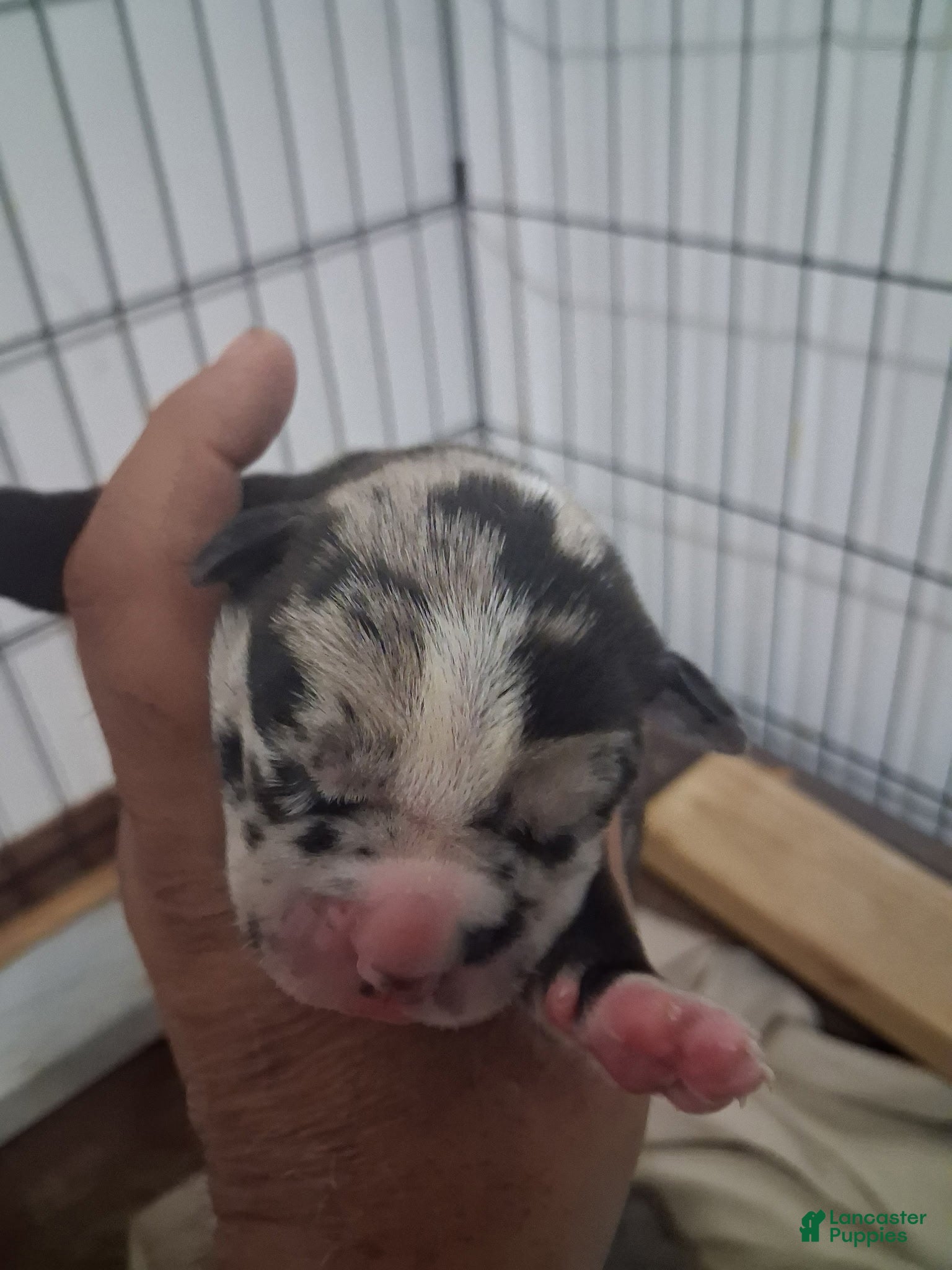 Cane Corso dogs for sale: Cookies and Cream - Ad 4