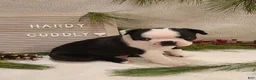 Boston Terrier dogs for sale: Hardy - Ad 5