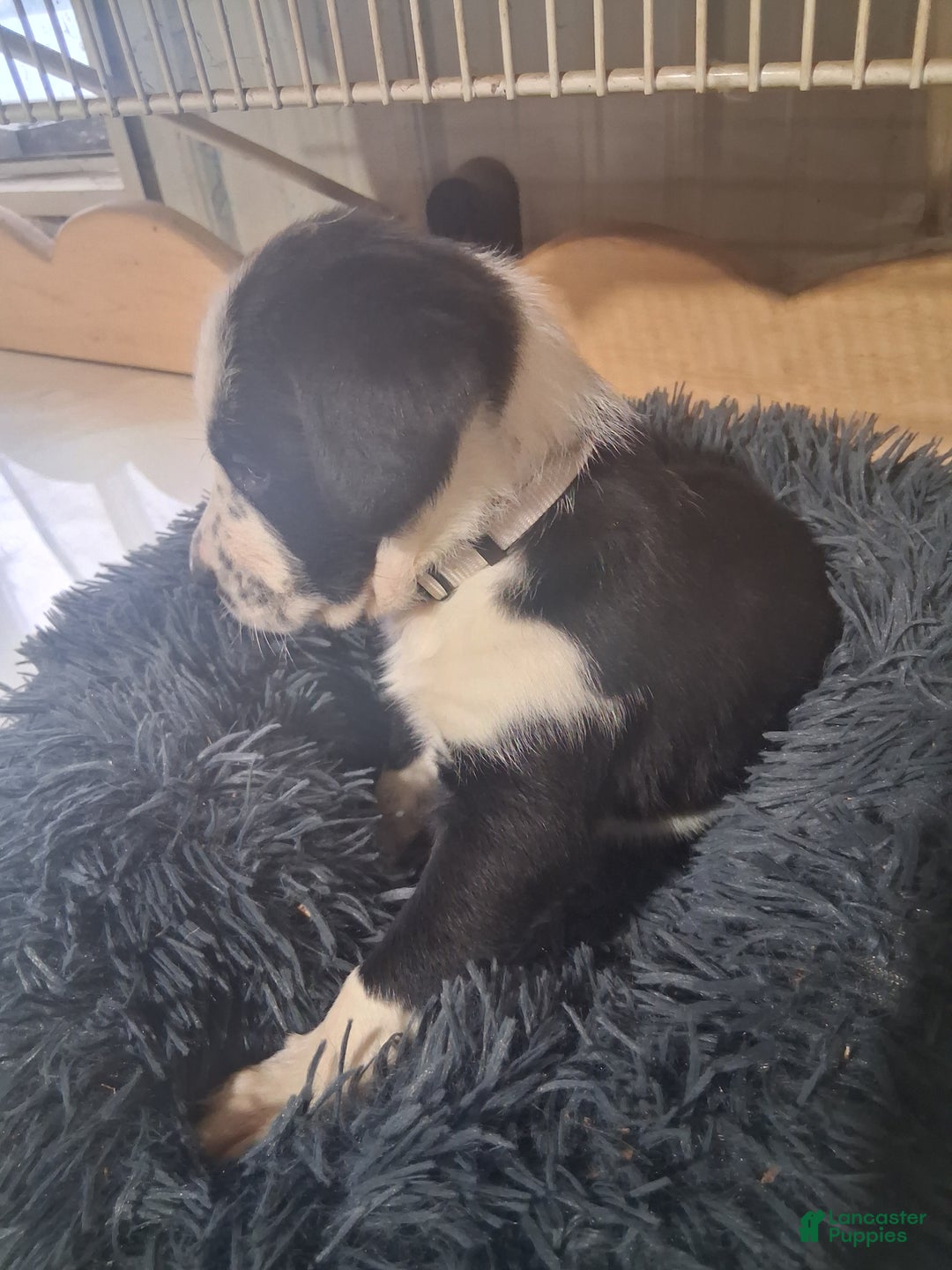 Mixed Breed dogs for sale: Junior - Ad 2