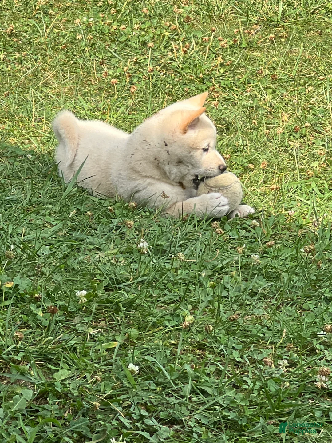 Shiba Inu dogs for sale: Ken - Ad 1