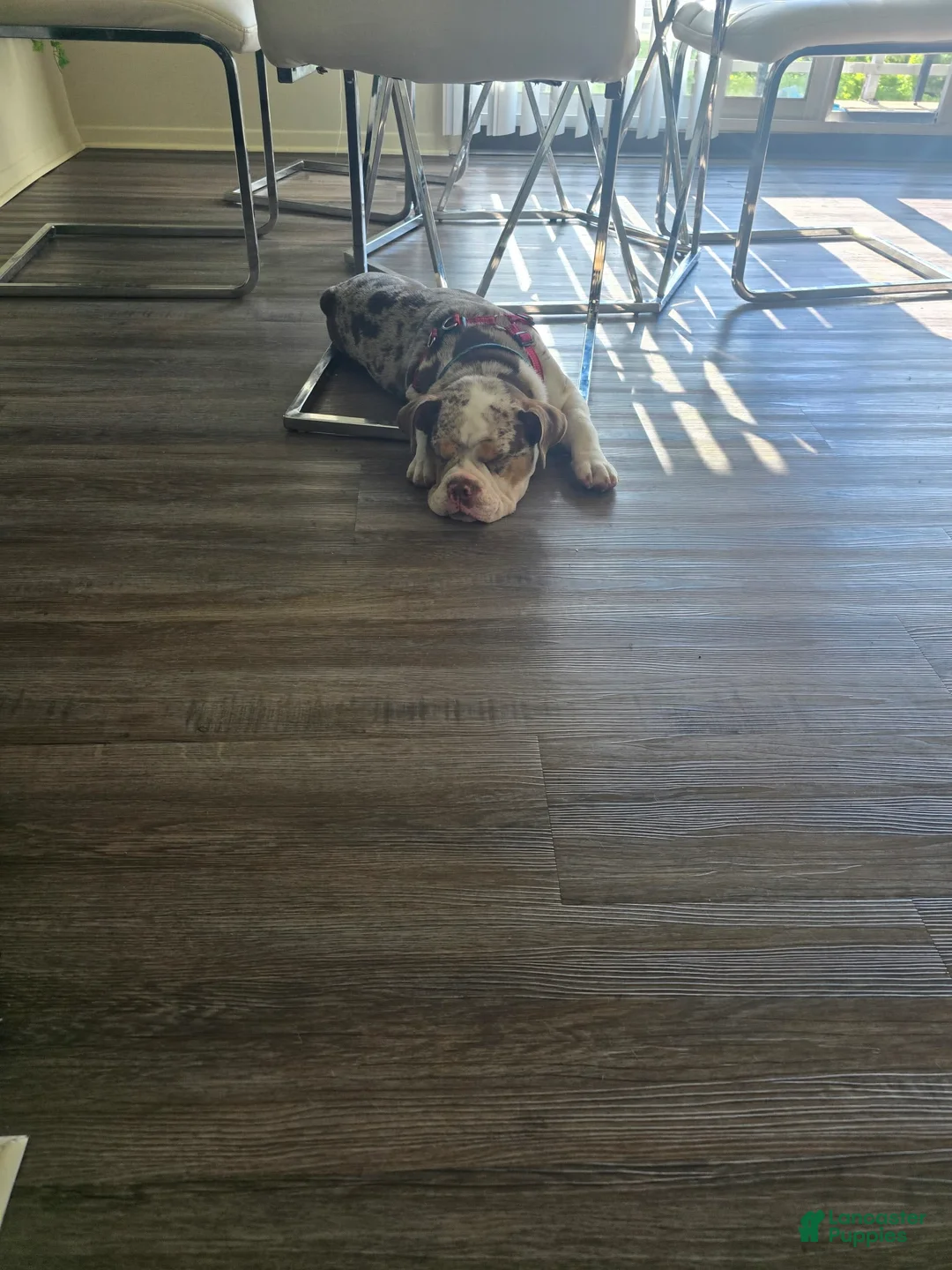 Gallery Image {{count}}