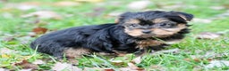 Yorkshire Terrier dogs for sale: Benny - Ad 7