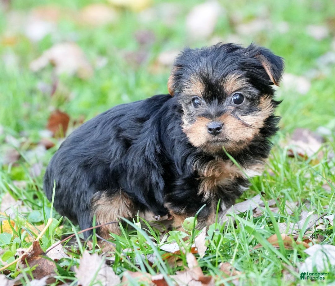 Yorkshire Terrier dogs for sale: Benny - Ad 7