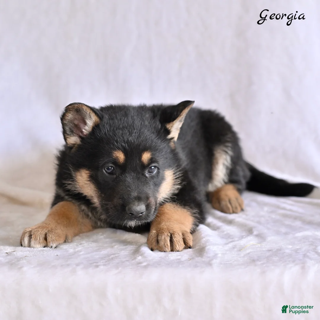 German Shepherd dogs for sale: Georgia  - Ad 2