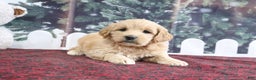 Mini Goldendoodle dogs for sale: Lulu - Ad 4