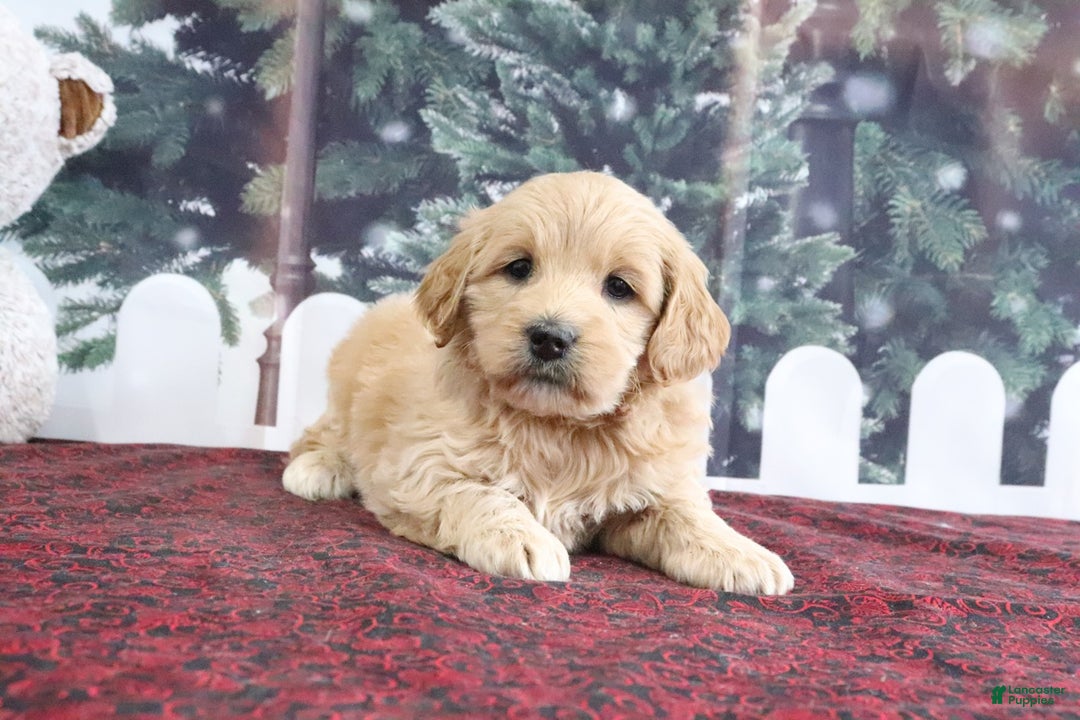 Mini Goldendoodle dogs for sale: Lulu - Ad 4