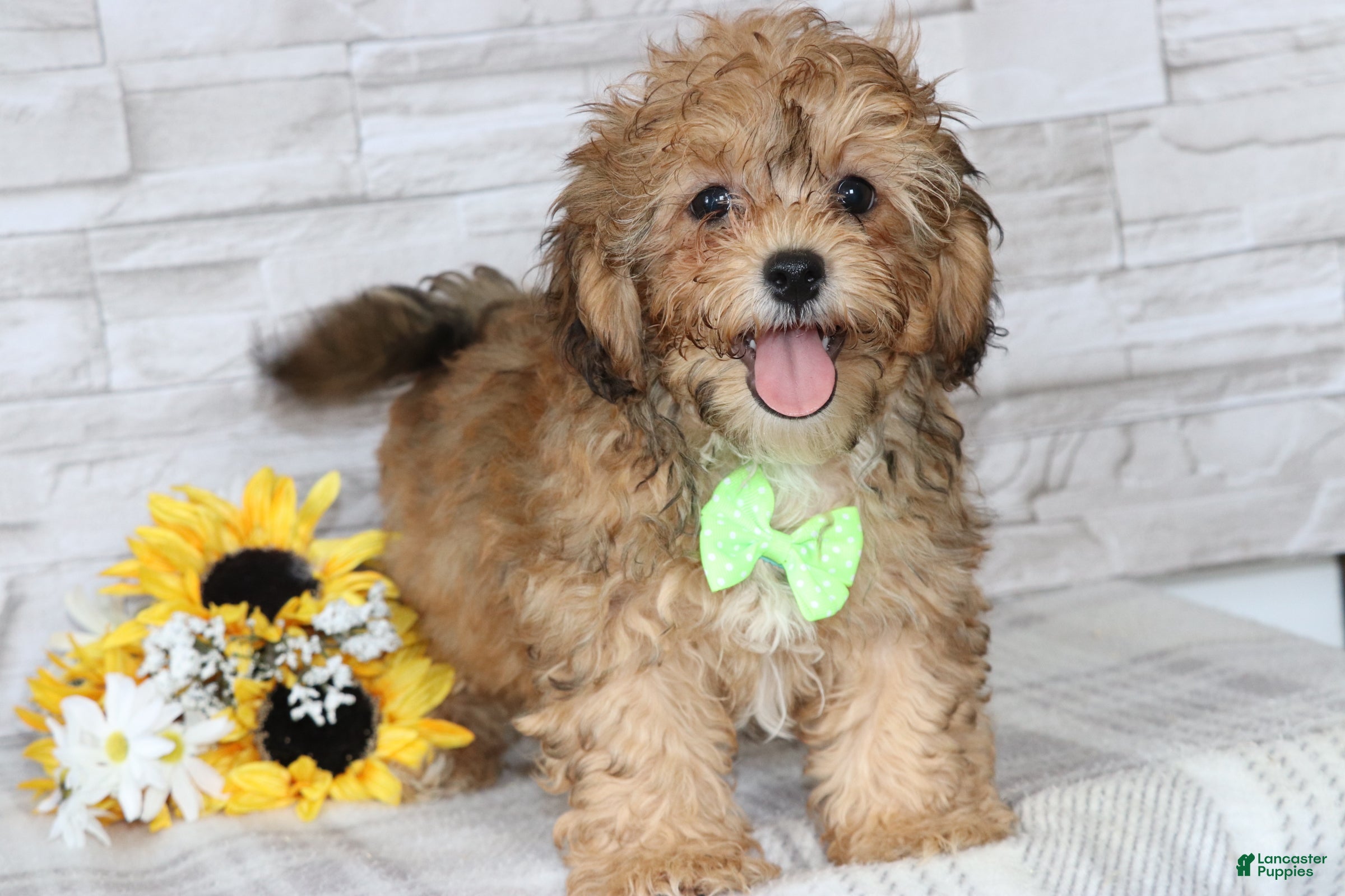 Shihpoo dogs Alexander - Ad 2
