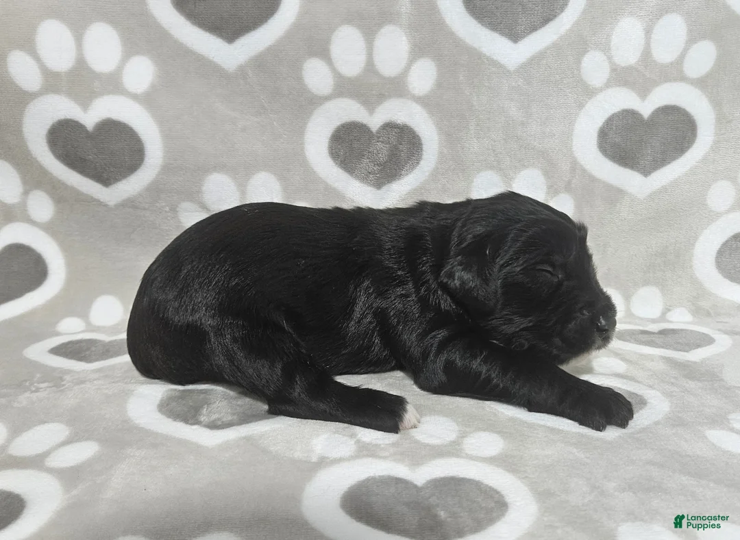 Goldendoodle dogs for sale: F1 Cucumber - Ad 2