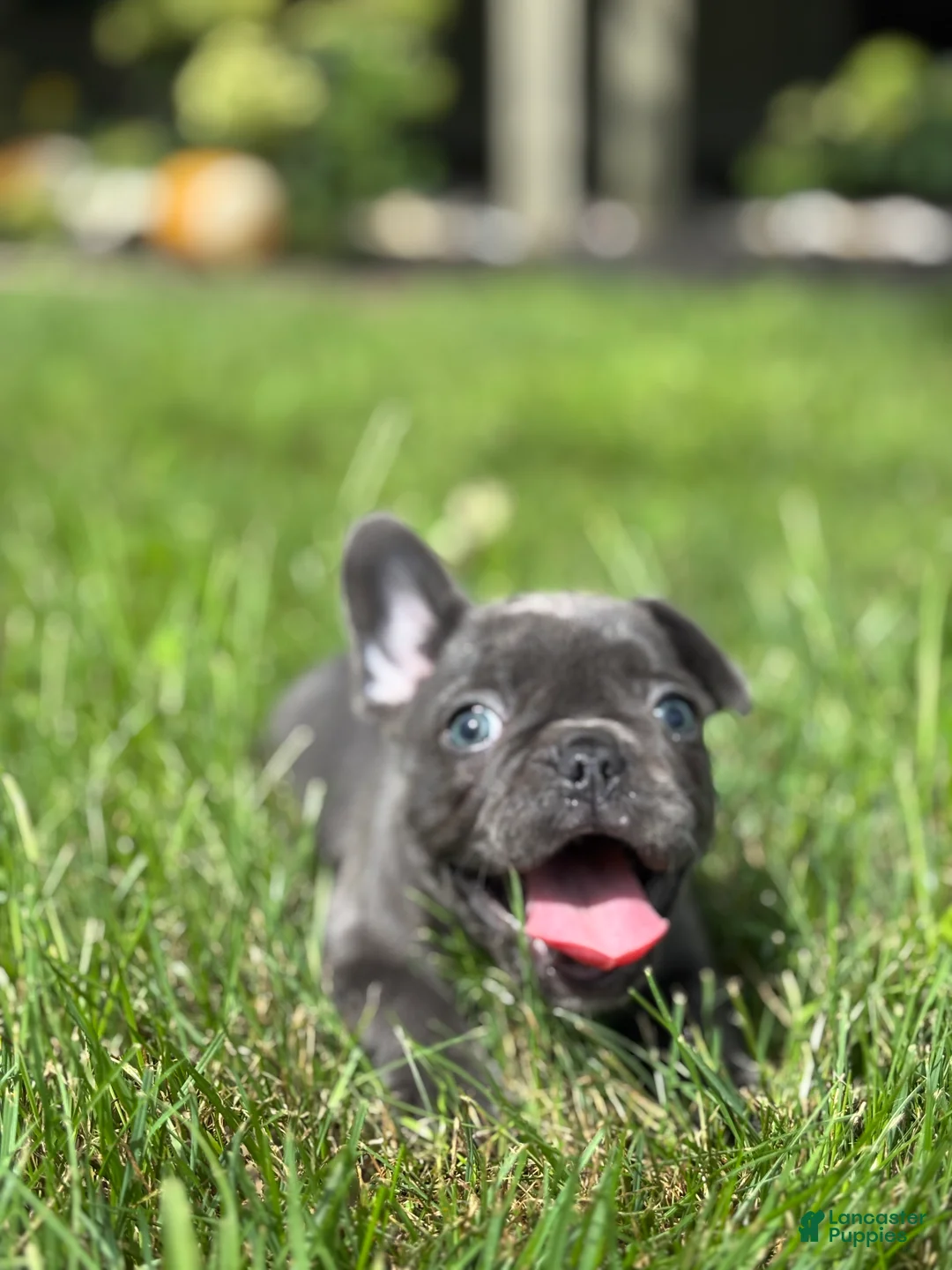 French Bulldog dogs for sale: Stella - Ad 3