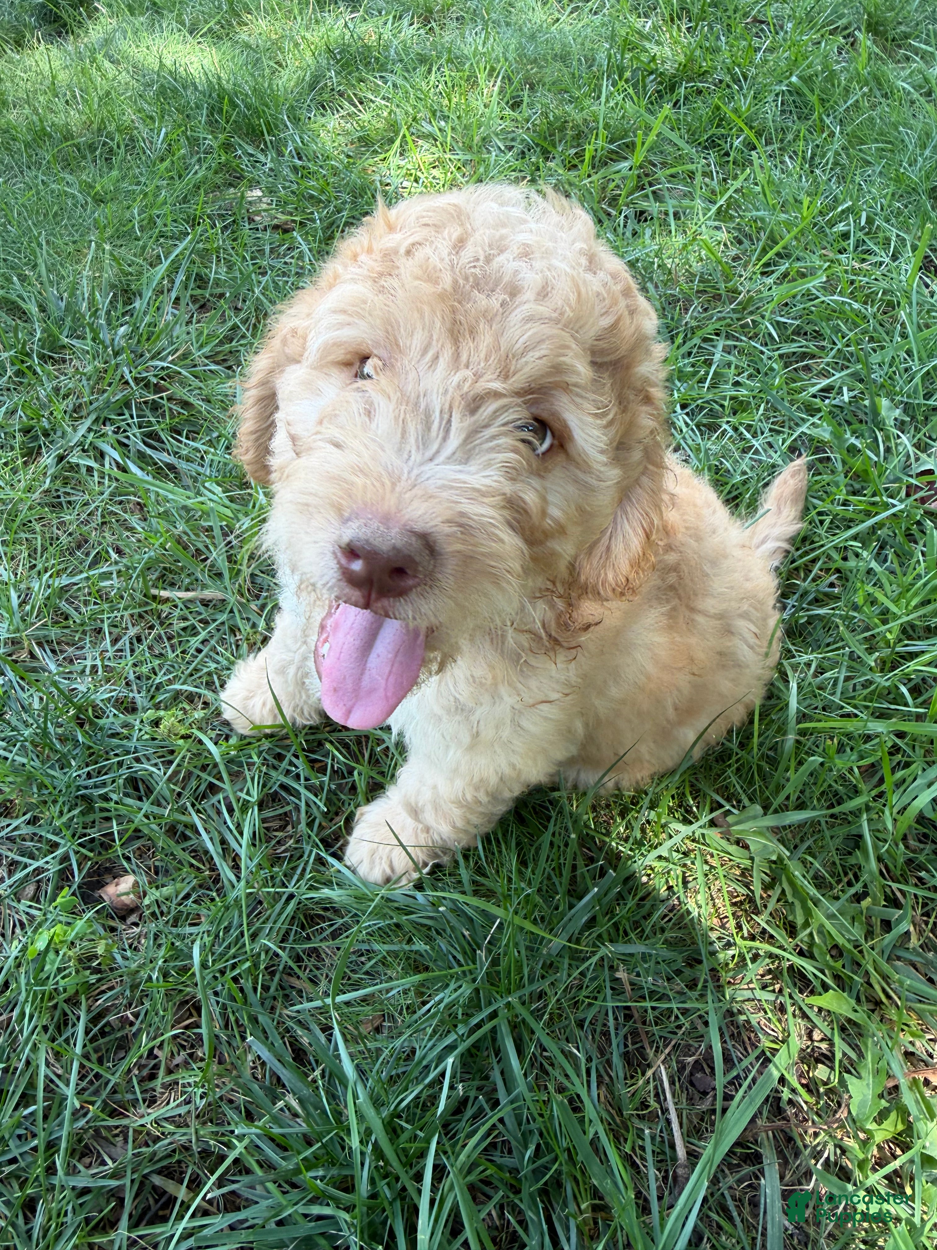 Aussiedoodle dogs Charlie - Ad 2