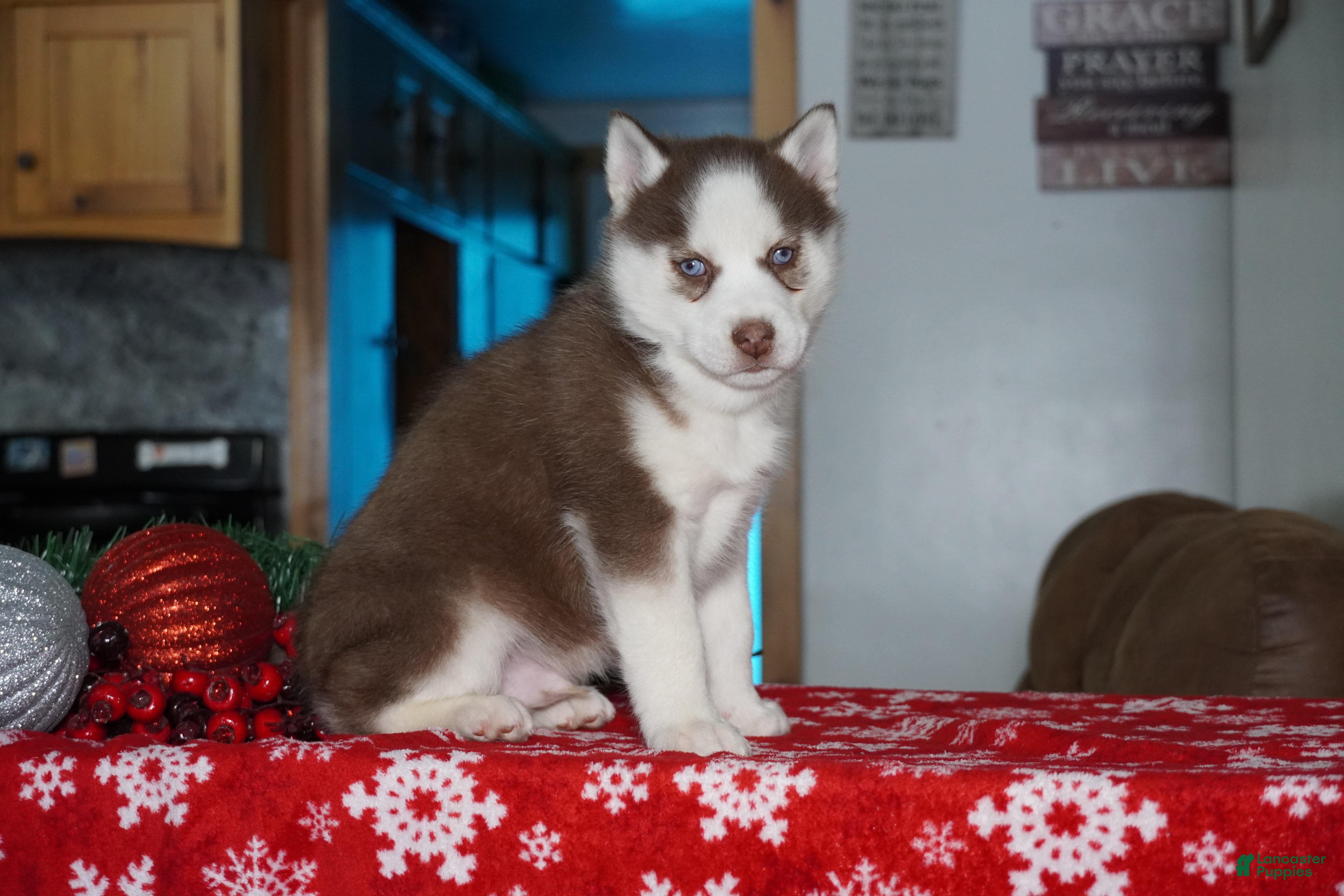 Siberian Husky dogs Cash - Ad 4