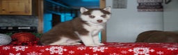 Siberian Husky dogs for sale: Cash - Ad 1