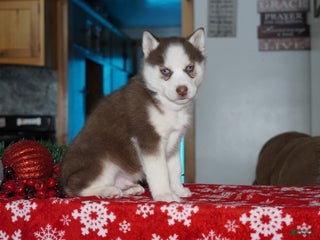 Siberian Husky dogs Cash - Ad 32