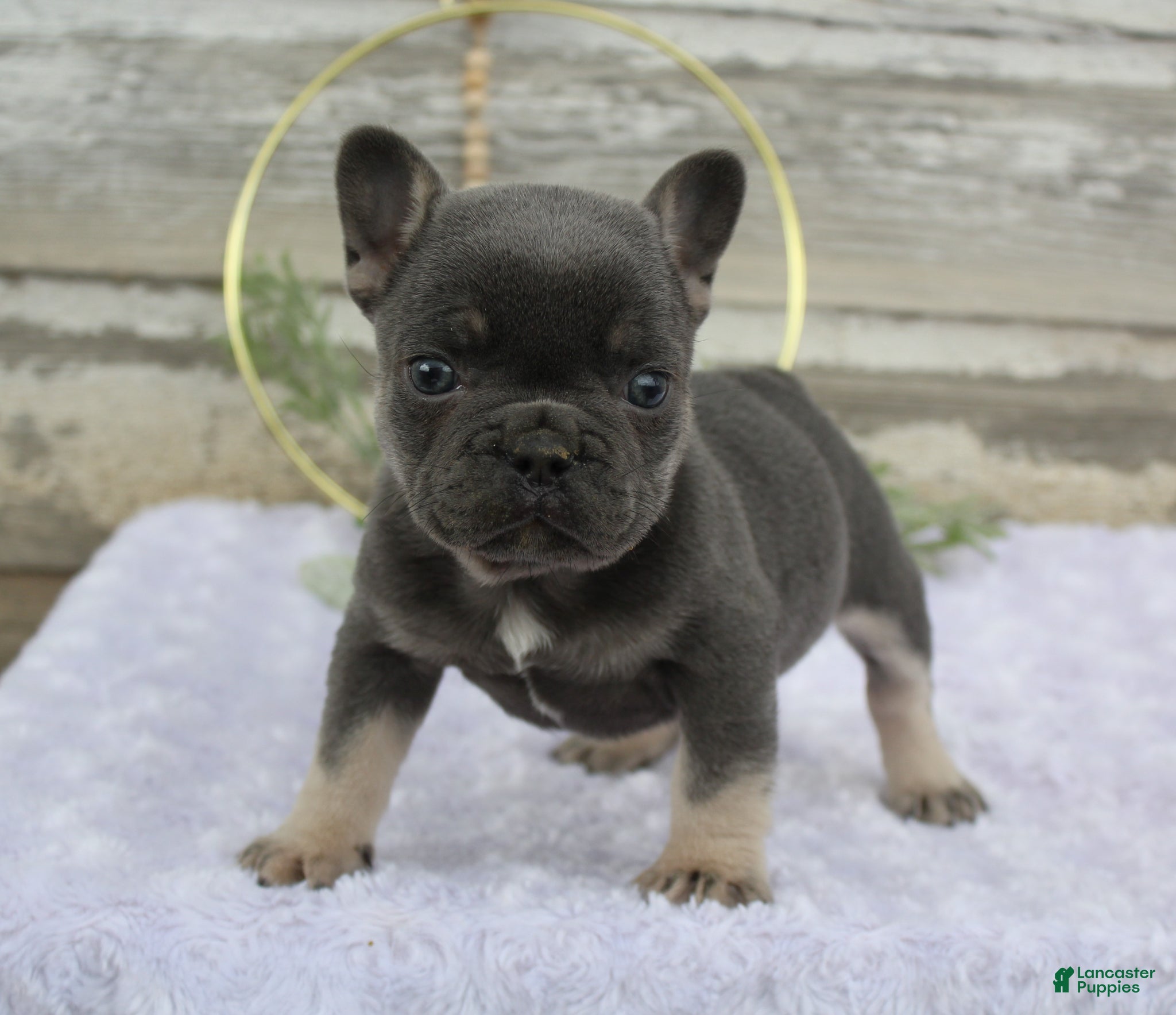 French Bulldog dogs Rocko - Ad 1