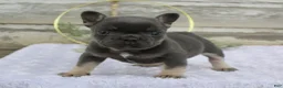 French Bulldog dogs for sale: Rocko - Ad 1