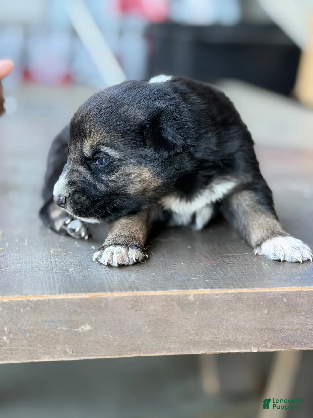 German Shepherd dogs for sale: German Shepherd 3 - Ad 1