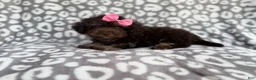 Cockapoo dogs for sale: Sloan - Ad 10