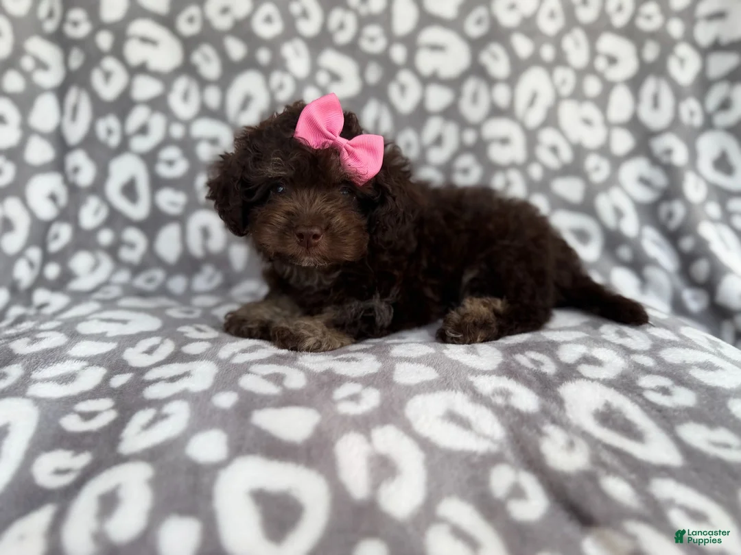 Cockapoo dogs for sale: Sloan - Ad 10