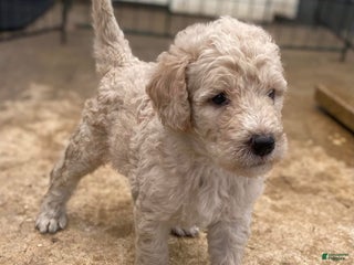 Goldendoodle dogs - Ad 9