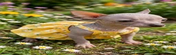 Chihuahua dogs for sale: Chihuahua 1 - Ad 3