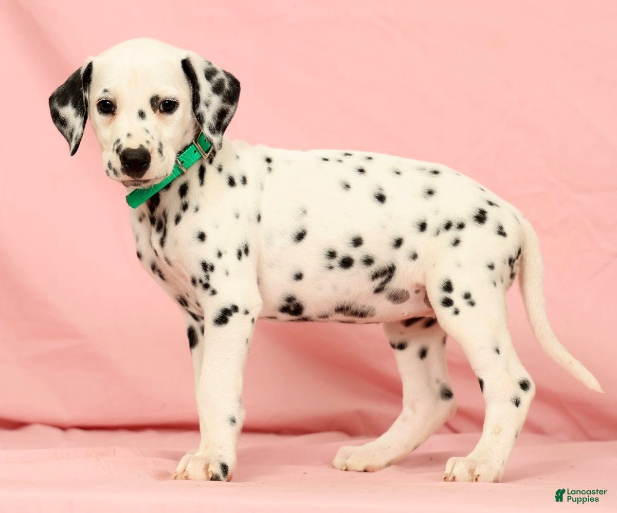 Dalmatian dogs Hailey - Ad 2