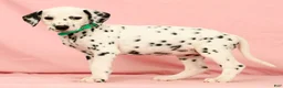 Dalmatian dogs for sale: Hailey - Ad 2